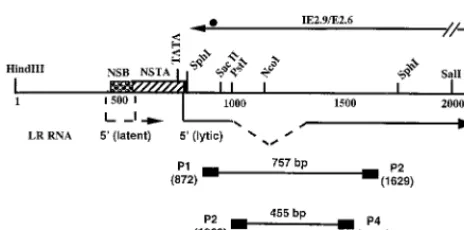 FIG. 1. Schematic of the LR promoter, locations of 5�scripts, and partial restriction enzyme map of the LR gene