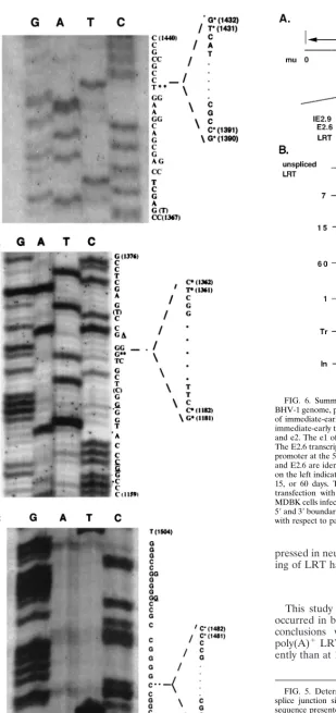 FIG. 6. Summary of spliced poly(A)�and E2.6 are identical. (B) Alternatively spliced variants of LRT