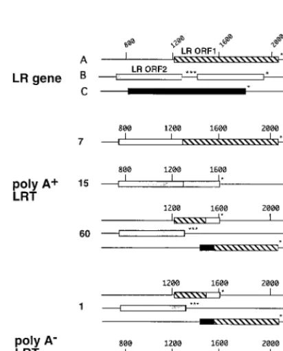 TABLE 1. Summary of the 5� and 3� splice junctions observed in poly(A)� and poly(A)� LR RNAsa
