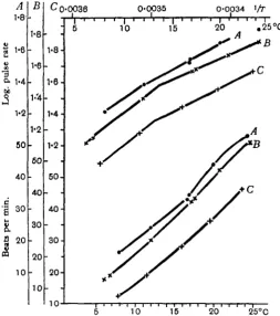 Fig. 5. R.after return to Ringer solution.same heart after beating for etculenta. A, pulse-rate curve of a heart in the winter condition; B, curve given by the 1 J hours in Ringer solution containing thyroxine, 1 in 5 x io'; C, 13 hoursIBB-xiii 18