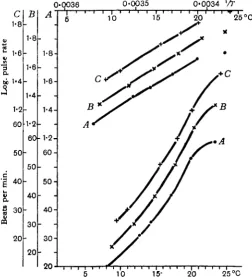 Fig. 7. R.the same solution containing adrenaline, 1 in 10* (B); and containing adrenaline, 1 in 5 x 10* (C).B, etculenta