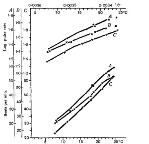 Fig. 8.T R. esculenta. Effect of pituitary extract. Curves given by a heart in Ringer solution (A); thesame solution containing pituitary extract (B); the same solution with the addition of thyroxine,i in z x io* (C)