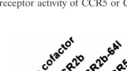 FIG. 4. Coexpression of CCR2b or CCR2b-V64I with CCR5 or CXCR4 doesnot affect infectability by R5 or X4 virus