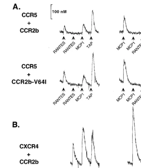 FIG. 6. Signaling capability of CCR2b and CCR2b-V64I and effects onCCR5 and CXCR4. (A) 293T cells cotransfected with CCR5 and either CCR2b