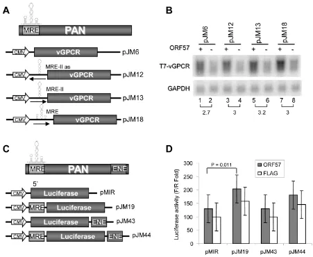 Fig. 5. The identified PAN MRE does not function efficiently in the expression of heterologous genes vGPCR and Luciferase