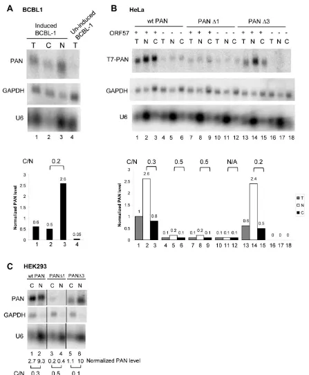 Fig. 7. A small proportion of PAN are exportable in ORF57-coexpressing cells. Total (T) and fractionated cytoplasmic (C) or nuclear (N) RNA from BCBL1 cells treated with or without valproate (VA, 1 mM) for viral lytic induction (A) or from HeLa cells (B) c