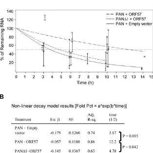 Fig. 3. Stability of PAN depends on MRE and ORF57. (A) Calculation of half life of wt PAN and mt PANΔ1 lacking the 5' MRE in the presence or absence of ORF57