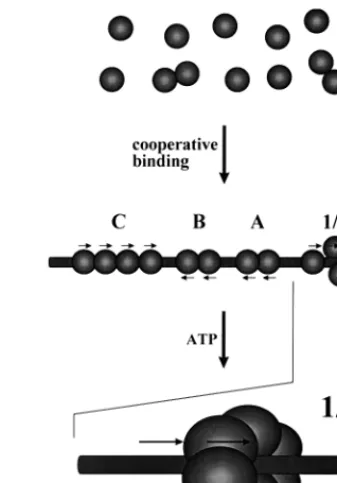 FIG. 9. “Handover” model for assembly of hexamers at the replication ori-gin. Monomers of large T antigen (spheres) bind cooperatively to the four