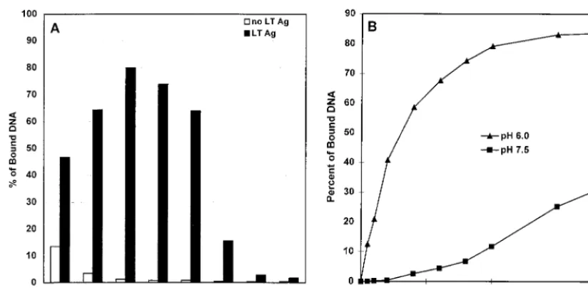 FIG. 1. Effect of pH on DNA-binding activity of polyomavirus large T antigen. (A) Binding to nitrocellulose ﬁlters of 3 ng of containing the wild-type polyomavirus origin region was carried out in 50 mM buffers of different pH values (pH 5.0 to 5.6, sodium