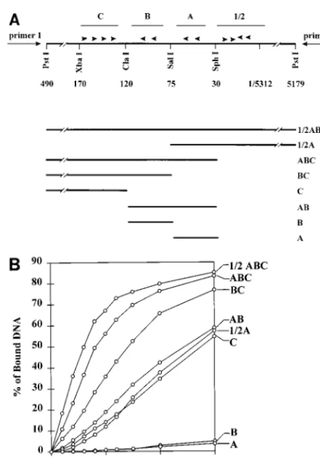 FIG. 5. Binding of large T antigen to DNAs containing mutated binding sites.(A) The region containing binding sites 1/2, A, B, and C is shown in the upper