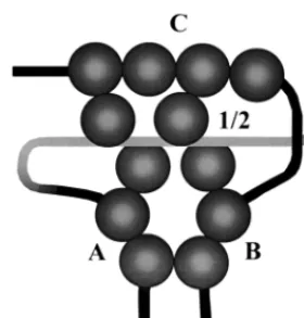 FIG. 8. Model for cooperative binding of large T antigen to origin DNA.Monomers of large T antigen (spheres) are shown bound to the multiple G(A/