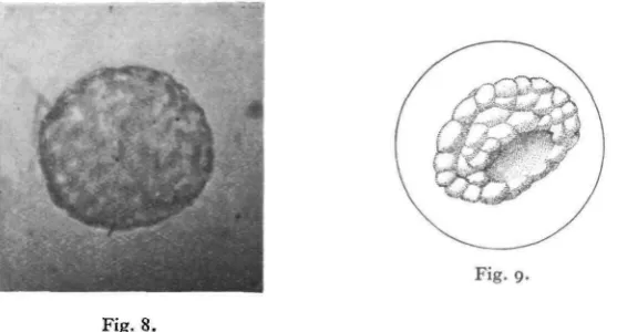 Fig. 8. Photograph of plasmolysed unfertilised egg. Hypertonic solution composed of 50 c.c