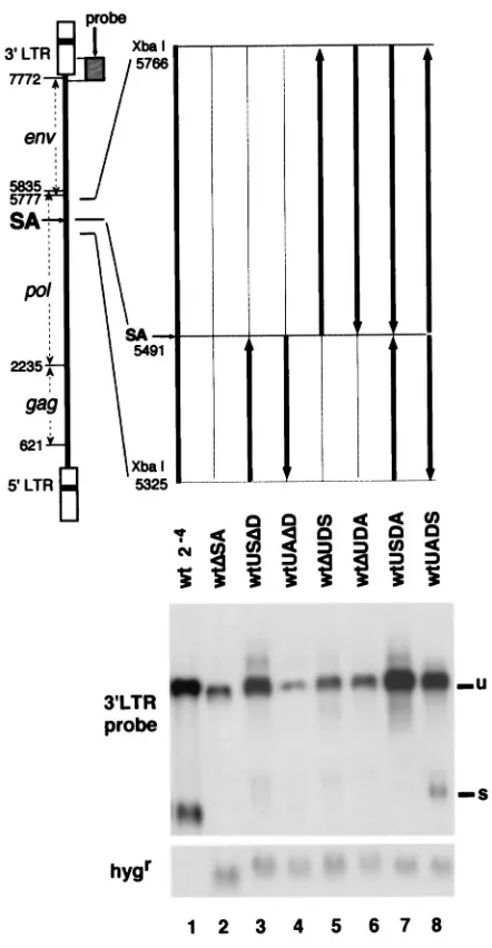FIG. 2. Effects of ligation of the fragment at nt 5325 to 5491 to G3.3Northern blot analysis