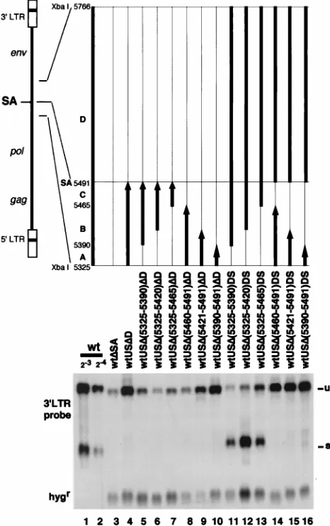 Fig. 4. A base change from CAA GCT (GlnAla) to CGG ACT(ArgThr) at the splice boundary (wtAg0 in Fig