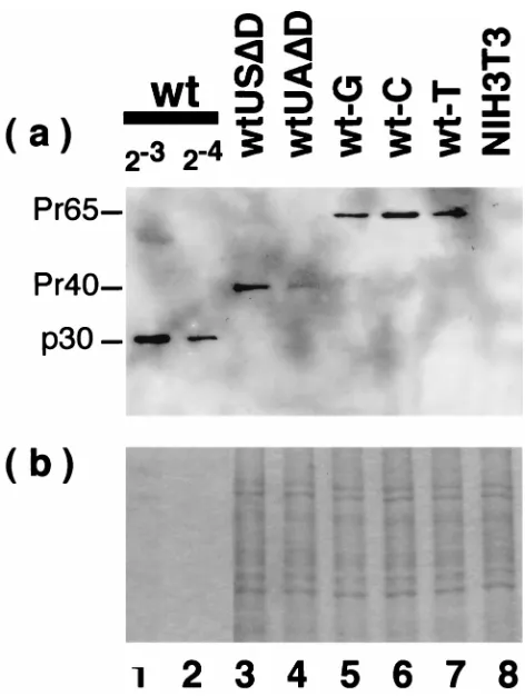 FIG. 5. Viral Gag proteins expressed by the mutants. See the legends to Fig.1 and 4 for the structures of the mutant proviruses
