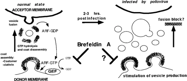 FIG. 1. Possible mechanism for BFA inhibition of poliovirus RNA replication, ﬁrst proposed by Maynell et al