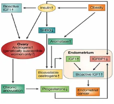 FIGURE 4 Obesity can increase the risk of endometrial cancer 