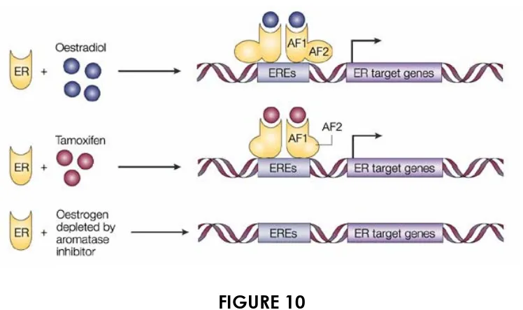 FIGURE 10 Both oestradiol and tamoxifen bind to the estrogen receptor 
