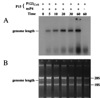 FIG. 1. In vitro synthesis of SIN RNA. P15 fractions were prepared fromBHK-21 cells infected with the indicated vaccinia virus-SIN recombinants and