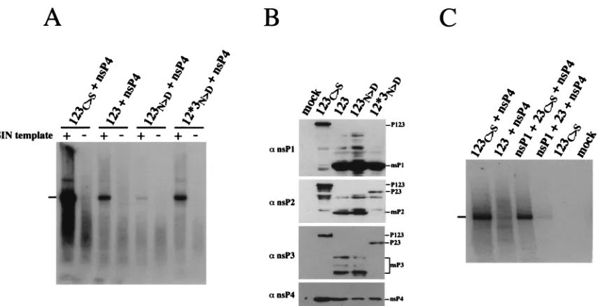 FIG. 6. Comparison of the in vitro activities of replication complexes containing cleaved and uncleaved SIN nonstructural components