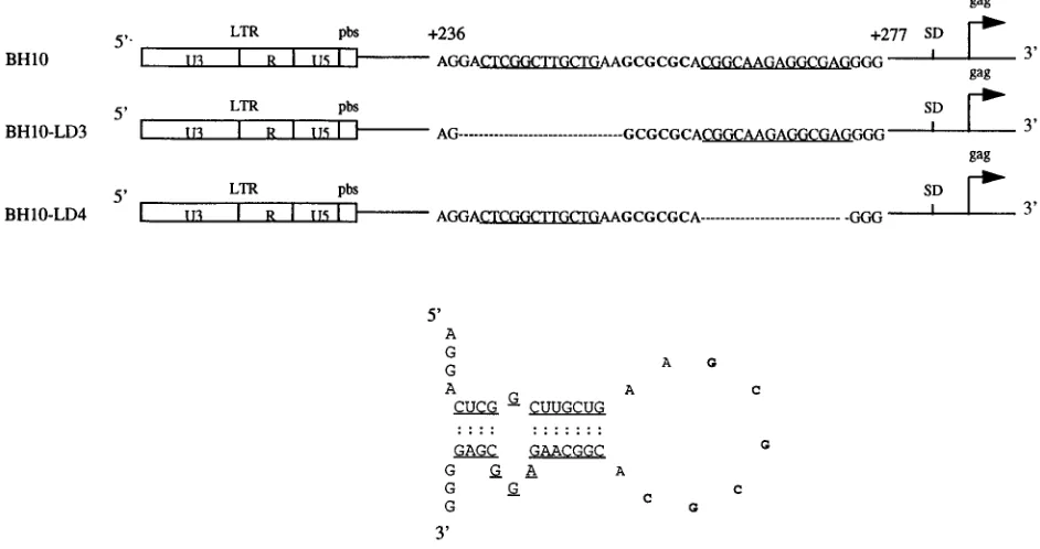TABLE 1. Primers utilized in the experiments