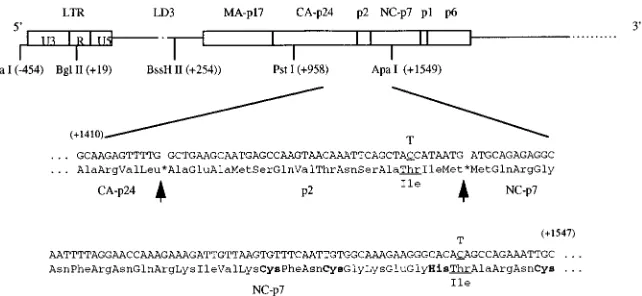 FIG. 3. Locations of the compensatory mutations MP2 and MNC that restore replication capacity to the mutated BH10-LD3 virus