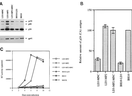 FIG. 4. Site-directed mutagenesis to illustrate that point mutations MP2 and MNC can compensate for the LD3 deletion