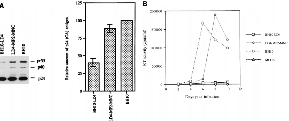 FIG. 6. Ability of point mutations MP2 and MNC to compensate for the BH10-LD4 deletion