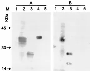 FIG. 6. Reactivity of a rabbit serum raised against recombinant K8.1�35 to 37 kDa in TPA-induced BCBL-1 cells