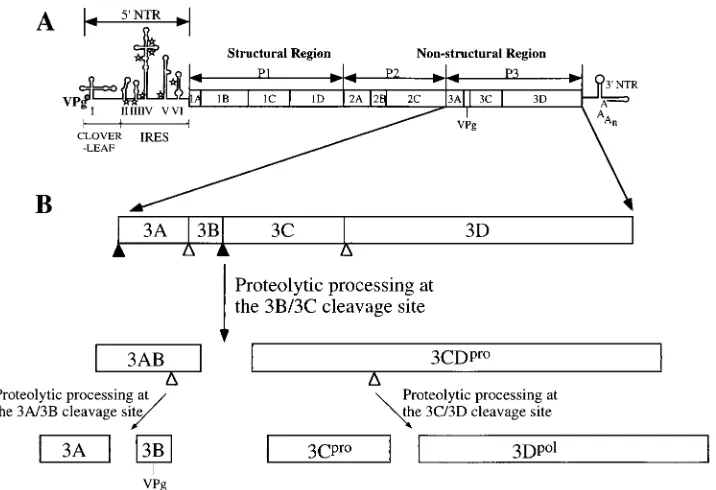 FIG. 1. Genome organization and processing of the polyprotein P3 region. (A) The poliovirus genome is divided into the 5�5structural and nonstructural regions, whose major cleavage products are indicated