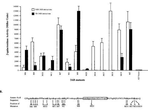 FIG. 3. Interactions of mutant 3ABs with wt 3Dpol3AB and a BD-wt 3AB (or BD-3Dbelow. (B) Polypeptide 3AB is represented as a long, open rectangle of which the hydrophobic region is shaded