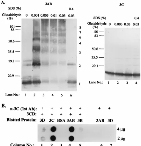 Fig. 5). During puriﬁcation of the protein, we noticed previ-ously that 3AB has the propensity to dimerize (33)