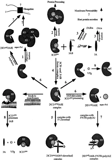 FIG. 5. Working model for interactions and diverse functions of the P3 polypeptides. (1) 3Dis depicted as a tetramer although its precise status in solution is3CDmembrane permeability and inhibit protein secretion