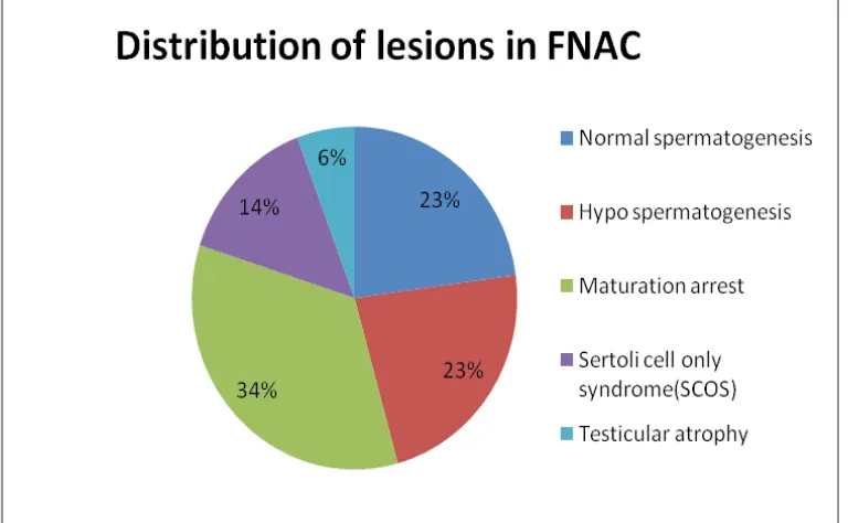 Fig 5:100 consecutive spermatogenic and sertoli cells were counted in a well spread 