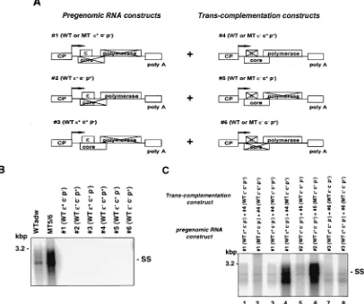 FIG. 1. Mapping of the HBV genetic element targeted by MT5/6 to induce enhanced replication in a transcomplementation analysis