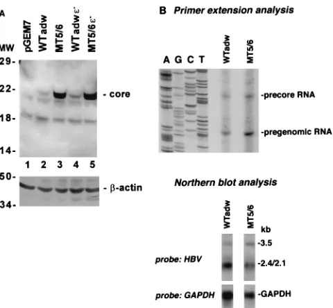 FIG. 3. Core protein synthesis in mutant and wild-type HBV. HuH-7 cellswere transfected with either a wild-type adw (WTadw) or mutant replication-