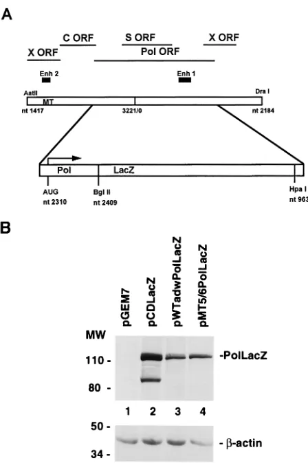 FIG. 6. Effect of MT5/6 on Pol expression. (A) In the terminal redundant R9construct, an RT-Pol-LacZ fusion gene was generated by exchanging a major