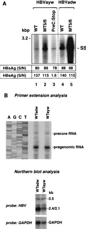 FIG. 9. Effects of core promoter and precore stop codon mutations on rep-lication of different HBV strains