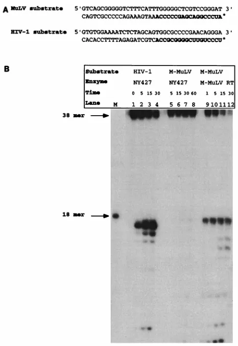 FIG. 1. Sequence-speciﬁc tRNA removal by an isolated RNase H domain.(A) Model substrates utilized to mimic intermediates of M-MuLV and HIV-1