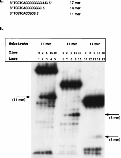 FIG. 2. Deletion analysis of model tRNA primer. (A) Substrates constructedto analyze the effects of deleting the PBS