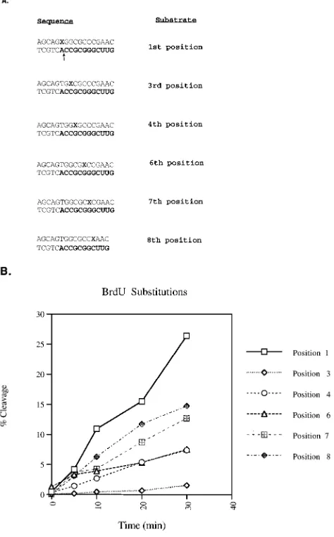 FIG. 5. Substitution analysis of positions within the tRNA primer. (A) Sub-stitution substrates