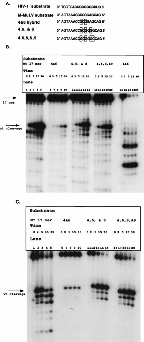 FIG. 6. Extensive M-MuLV–HIV-1 hybrid analysis with 17 mer construct.(A) Hybrid substrates constructed