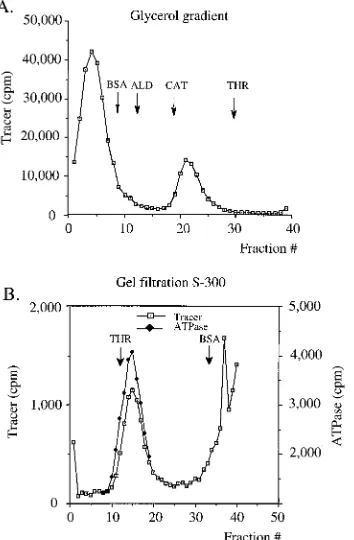 FIG. 4. The relative molecular mass of the oligomeric E1 complex is consis-tent with that of a hexamer of E1