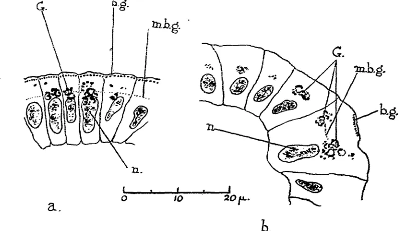 Fig. 4. Da Fano preparations showing sections of the ciliated cells. 3/x.side of the figure.G.,the beat of the tilium: the centre of the velar disc towards the lowertangential(a) Golgi apparatus; In a plane perpendicular to that of the beat of the cilium and to the disc of the velum, (b) In a plane parallel to that of b.g., basal granules; m.b.g., methyleneblue granules; n., nucleus.
