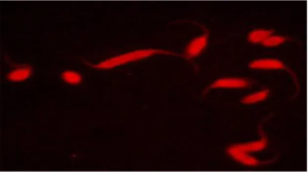 Figure 2: Confocal image of anti-sialy-Tn REDantibody targeting glycan structures on the surface of T