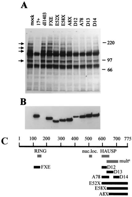 TABLE 1. Properties of mutant Vmw110 proteins expressed by the viruses used in the study and their effects on ND10 in HEp-2 cells