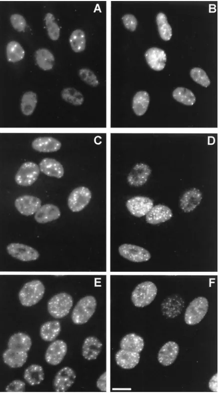 FIG. 3. Inhibitors of proteasome activity eliminate the virally induced loss ofthe high-molecular-weight PML isoforms