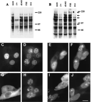 FIG. 5. Correlation of ND10 disruption and PML isoform loss in different cell lines. BHK cells (A) or HFL cells (B) were infected with the indicated viruses atmultiplicities of 20 PFU per cell, and total cell proteins were harvested 4 h later