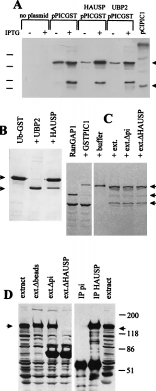 FIG. 9. Evidence that HAUSP does not cleave PIC1 conjugates. (A) Bacte-rial strains were established and enzyme activity was induced as described in