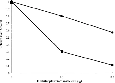 TABLE 3. Restoration of the multimerization of RexM64 byoverexpression of hCRM1a